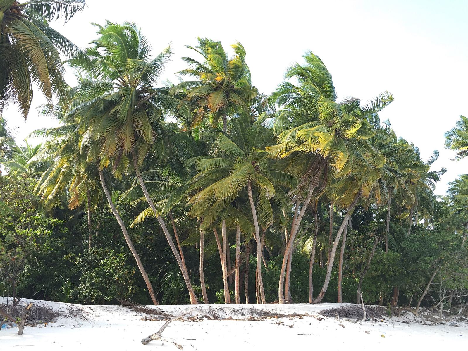 Palm trees over white sand in the Maldives